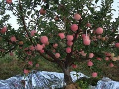 苹果树中后期管理要点