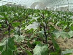 冬季大棚茄子定植后管理技术