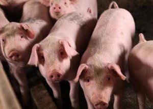 国家统计局：生猪存栏止跌回升 粮食产