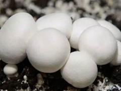 双孢菇出菇期的管理要点