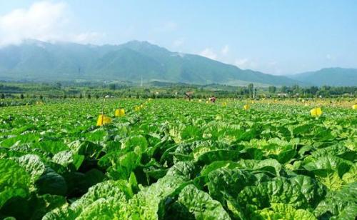黔菜出山？贵州蔬菜产业大发展