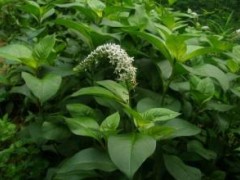 珍珠菜的种植方法