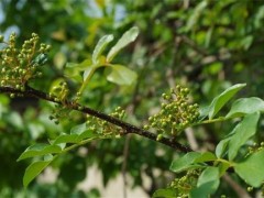 花椒树春季管理技术
