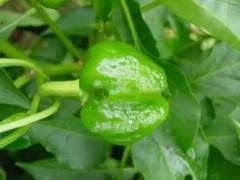 菜椒畸形果的防控措施