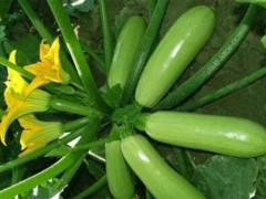 西葫芦尖头原因及防治方法