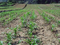 玉米蹲苗方法和注意事项