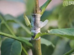樱桃树芽接时间和方法