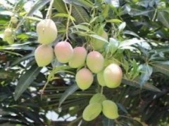 芒果结果树的施肥管理