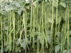 豇豆低温冷害的预防和补救措施