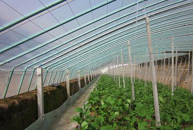 安徽萧县的蔬菜大棚带动当地蔬菜产业发