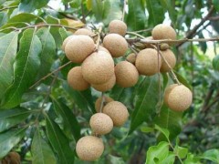 龙眼的种植要点