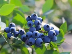 蓝莓扦插育苗技术 给你可爱蓝果子