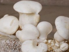 白灵菇栽培怎么管理
