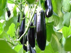 茄子种植三不宜