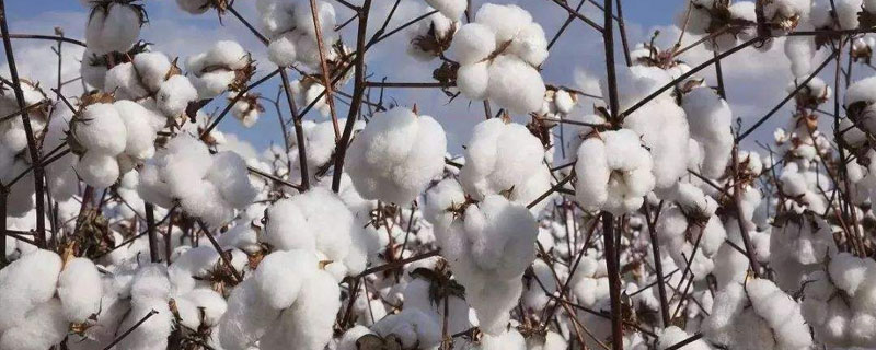 棉花怎么做成线