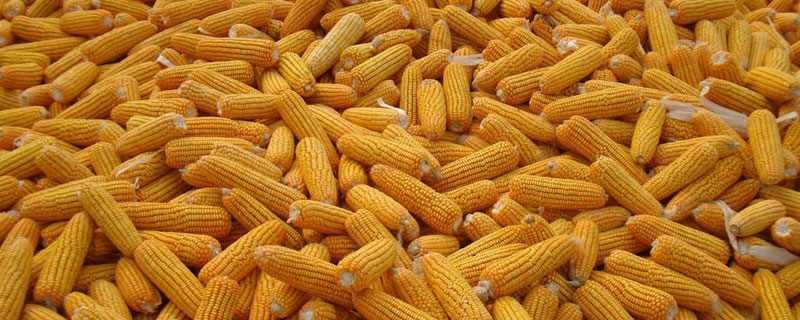 玉米控旺用什么药