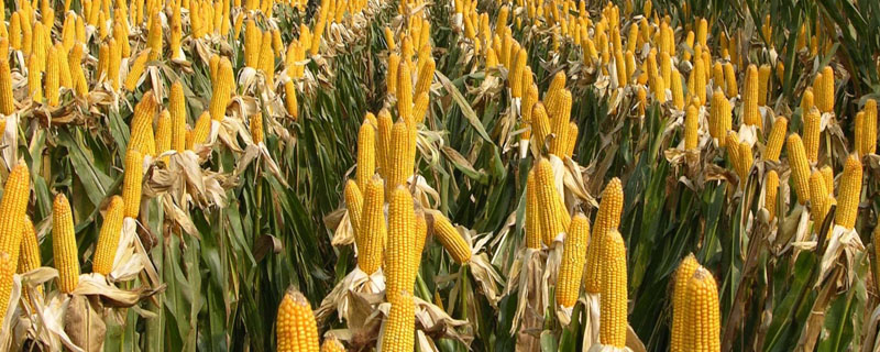 玉米除草剂能和杀虫剂混用吗