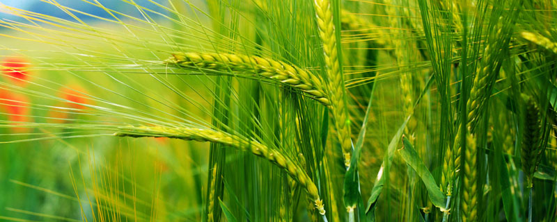 小麦拔节期一般几个叶