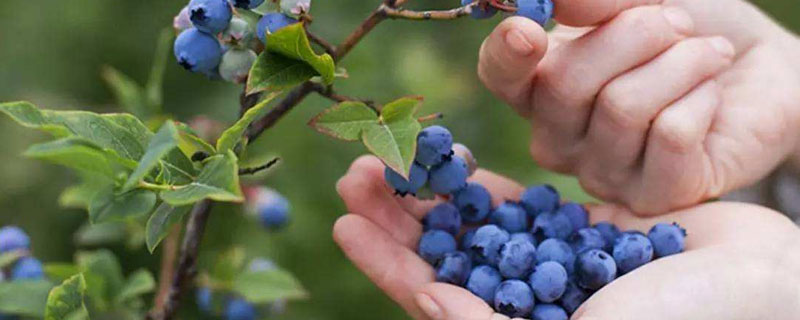 蓝莓冬天如何过冬