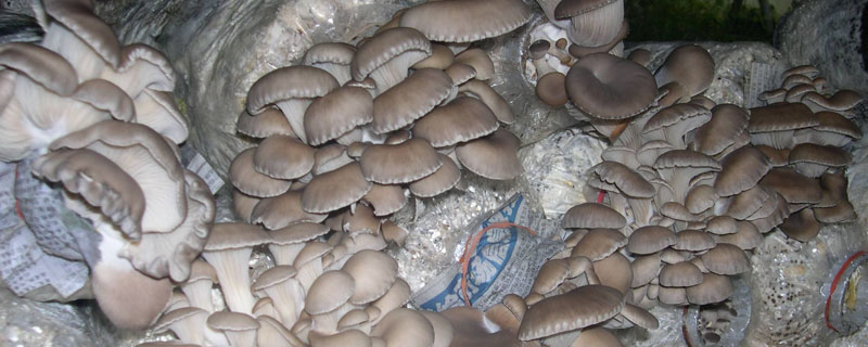 一袋平菇菌出几斤平菇