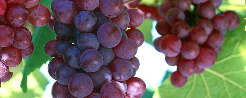 中原地区种植葡萄始于什么时候