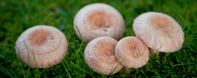 蘑菇分为哪几个部分