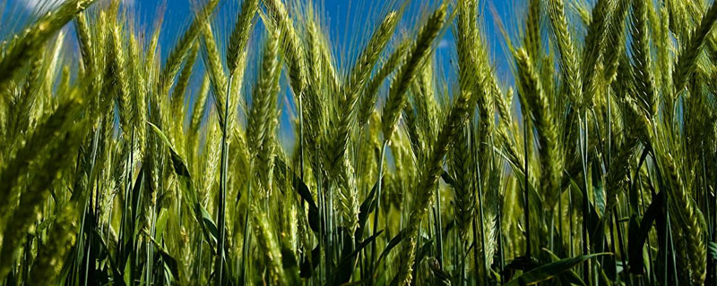 小麦发芽过程