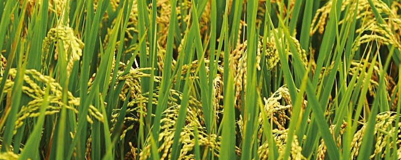 水稻亩产计算方法