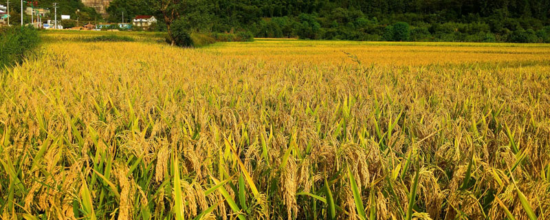 水稻断穗是什么原因