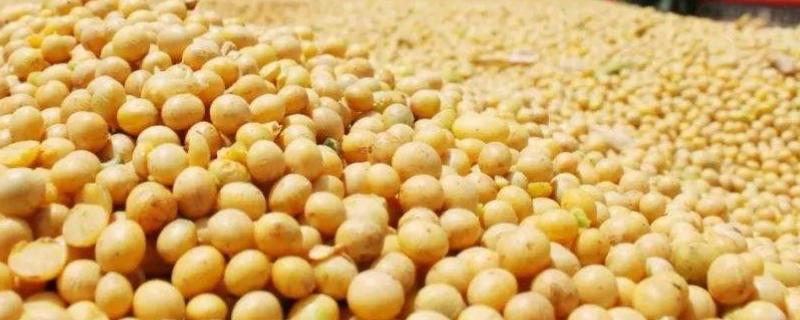 中国大豆进口主要国家,主要用于什么