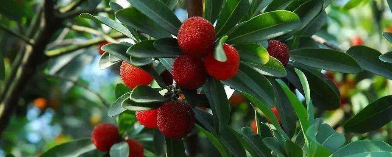 杨梅需要打什么农药,打药后几小时下雨不影响药效