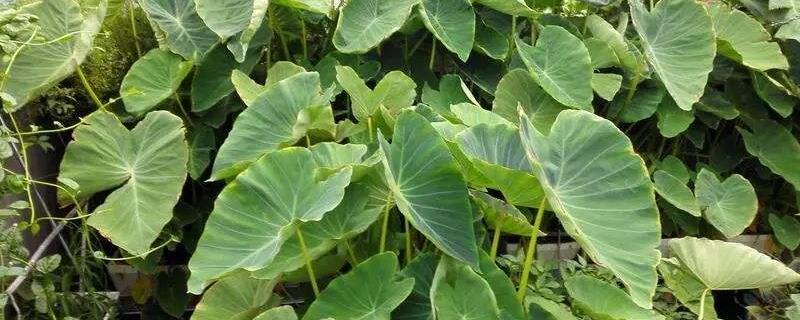 怎样知道芋头可以挖了,附芋头的种植技术