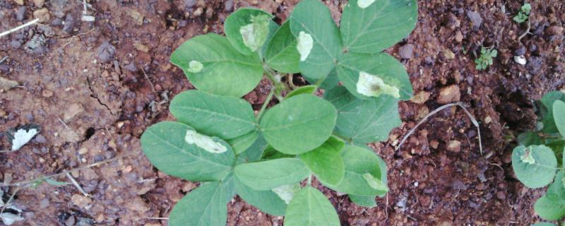 大豆苗后除草剂什么时候打,用什么药好