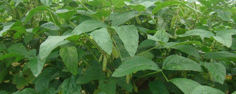 东升77号大豆品种介绍,是晚熟品种吗