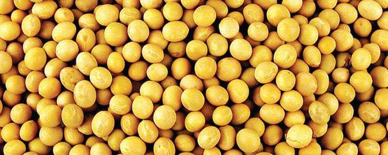 黑农48大豆品种介绍,产量如何