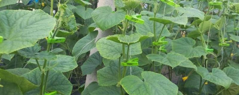 大棚吊秧绳快速方法,怎样拉钢丝的