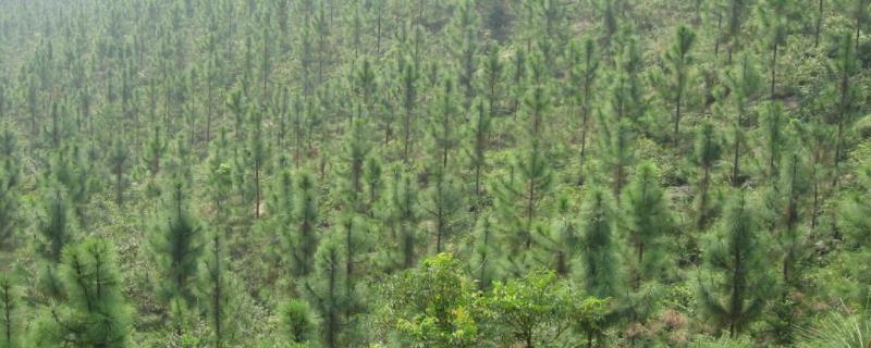人工种植林容易发生病虫害吗,人工种植林是什么意思