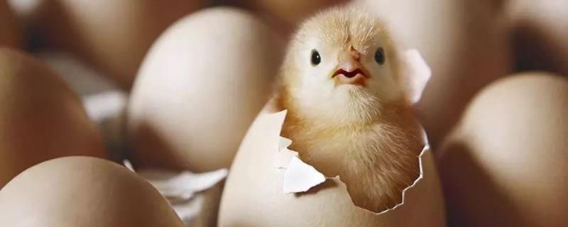 鸡胚是什么，适宜的孵化温度是多少