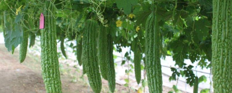 苦瓜种植技术与管理法,适合什么时候种植
