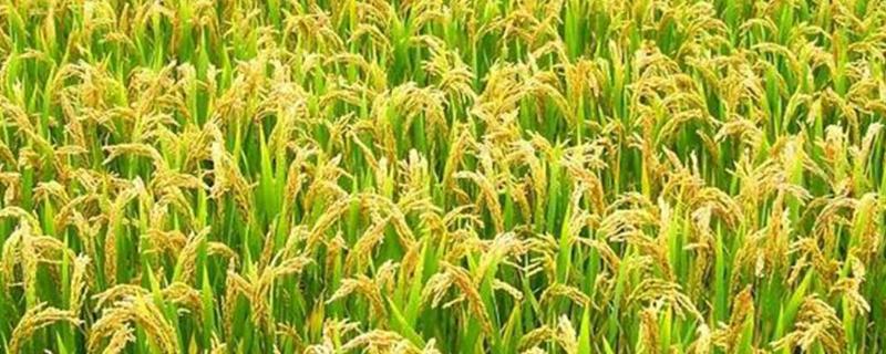 天脊硝酸磷肥可以撒吗,缺点与优点是什么
