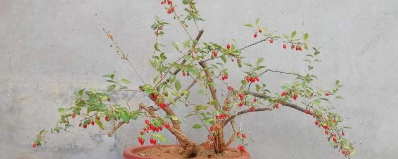 枸杞盆景制作方法,养护与管理