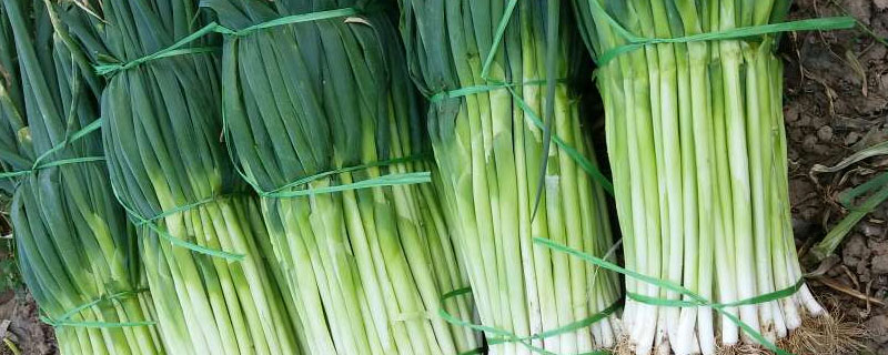 大葱用什么复合肥,用什么杀菌剂