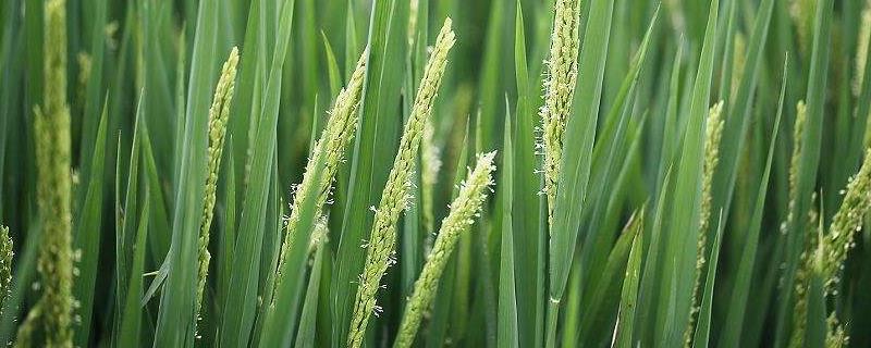 水稻在7月几号追穗肥,一亩地用肥多少斤?用什么肥料好