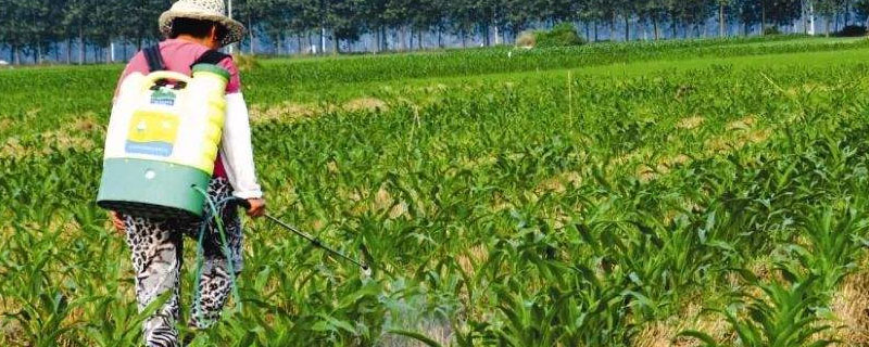 地老虎的防治方法,用什么杀虫剂