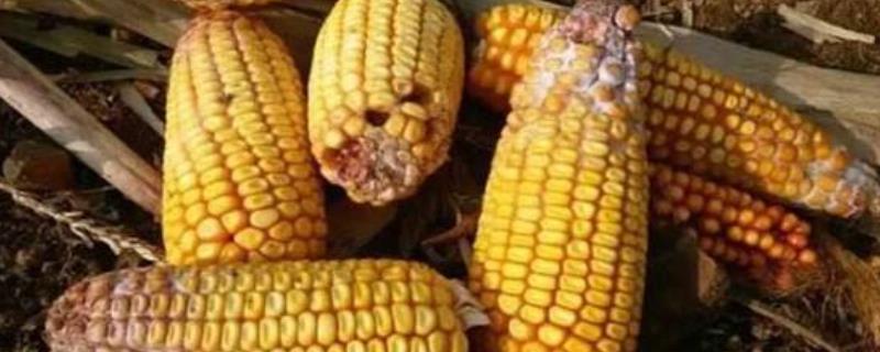 玉米赤霉烯酮国家标准,怎么产生的