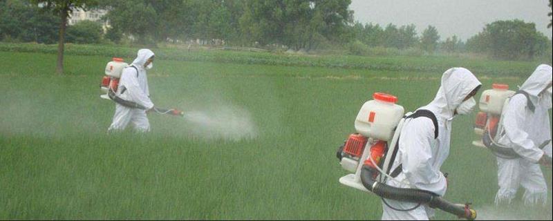 二钾4氯钠除什么草,喷多了怎么办