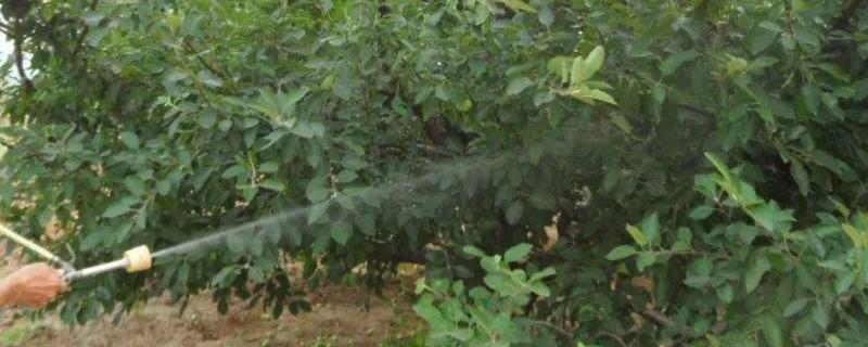己唑醇不能和什么混用,与戊唑醇有什么区别