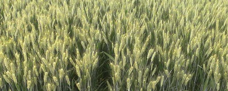 百农307适合地区,与207小麦有什么区别