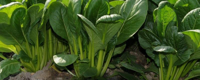 菠菜种植技术,多长时间能采收
