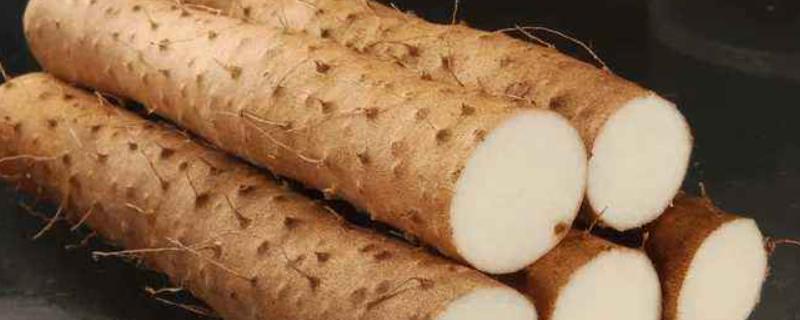 山药种植技术与栽培管理,山药地为什么只能种一年